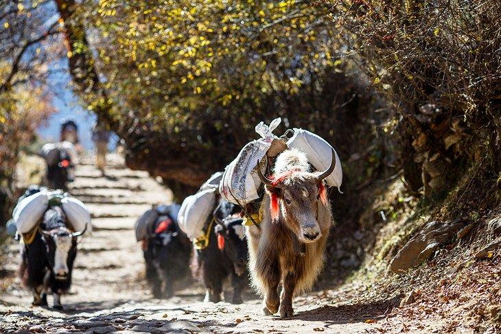 Yaks en Nepal