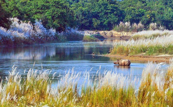 Rinoceronte en el Parque Nacional Bardiya, Nepal
