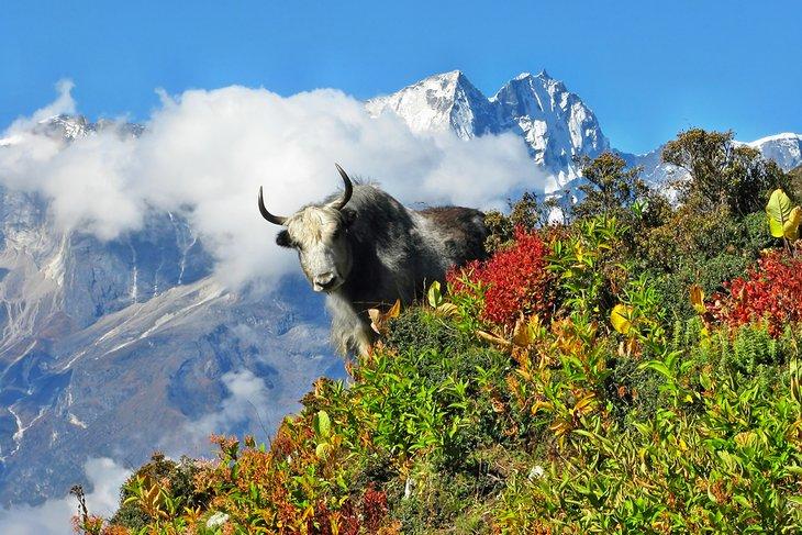 Yak en el Parque Nacional Sagarmatha