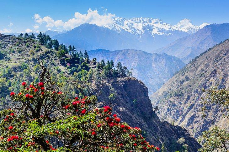 Rhododendros en la región de Langtang