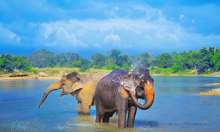 Elefantes en el Parque Nacional Chitwan