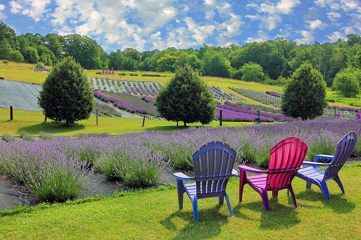 Lavendelfelder in Michigan in voller Blüte