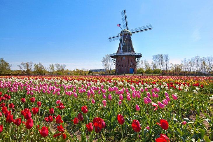 Tulpen und eine Windmühle in Holland, Michigan