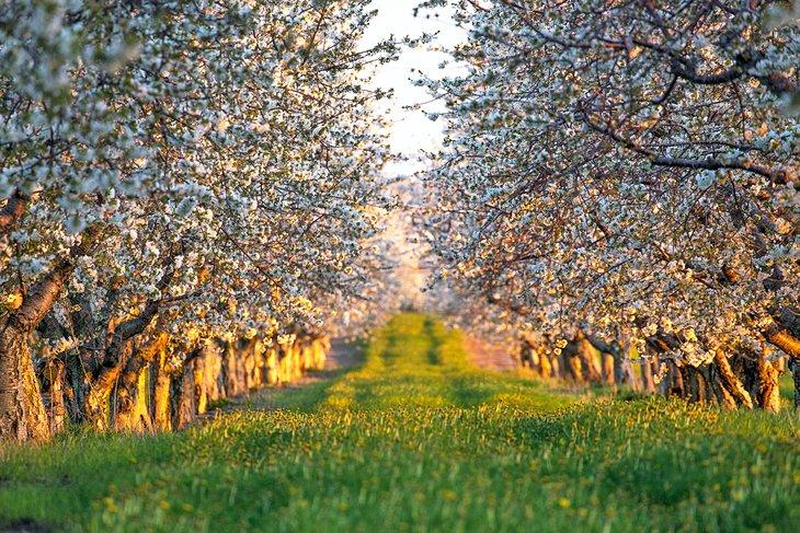 Blühende Kirschbäume im Norden von Michigan
