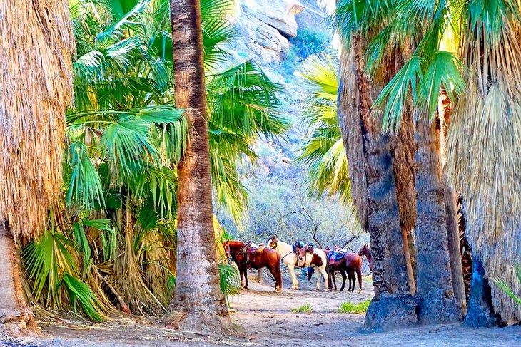 Caballos en un cañón cerca de Palm Springs