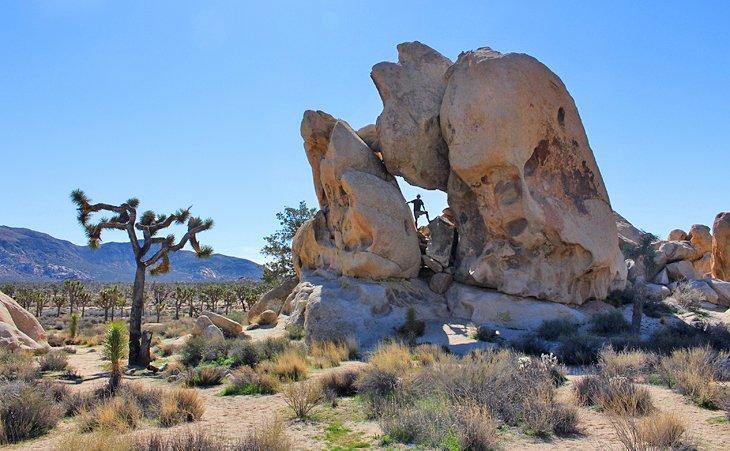 Parque Nacional Joshua Tree
