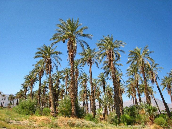 Palmera datilera cerca de Palm Springs