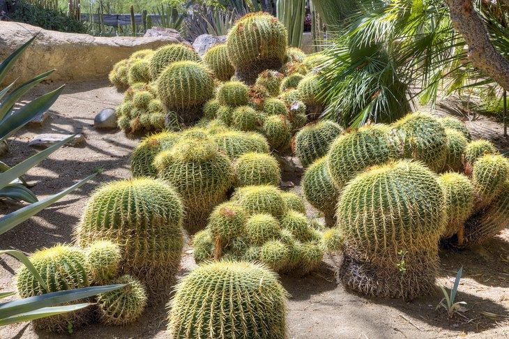 Cactus barril en los Jardines Botánicos y Cactarium Moorten