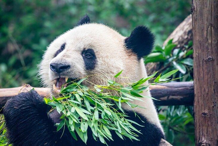 Un panda gigante en el Zoológico de Shanghái