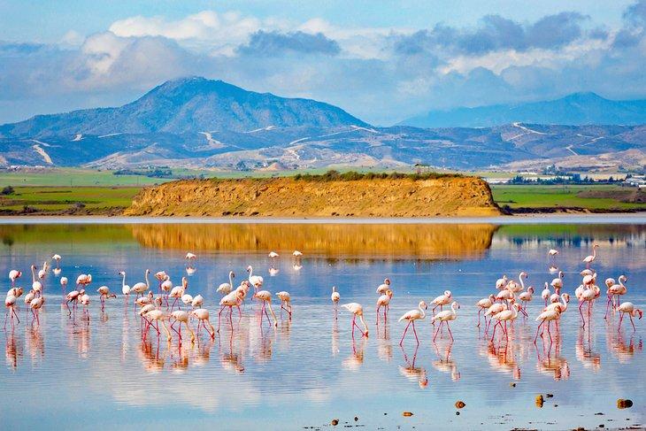 Flamingos in einem Salzsee von Limassol
