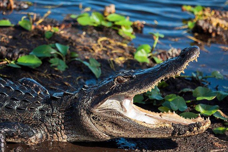 Parque Nacional de los Everglades