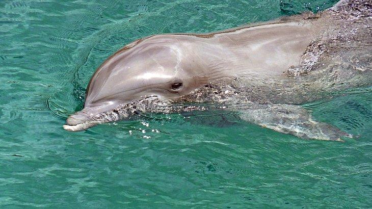 Experiencia con delfines