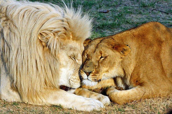 Leones durmiendo en el Lion & Safari Park