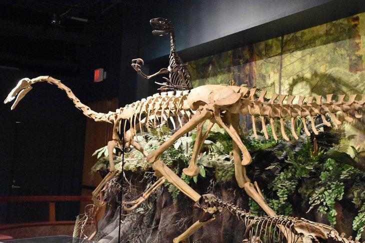 Dinosaurier im McWane Science Center
