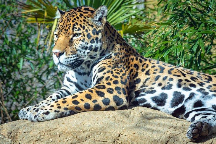 Jaguar im Birmingham Zoo