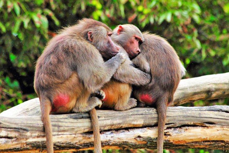 Zoológico de Augusta