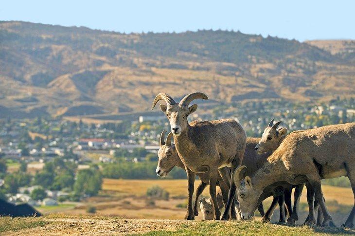 Mouflons dans Kamloops