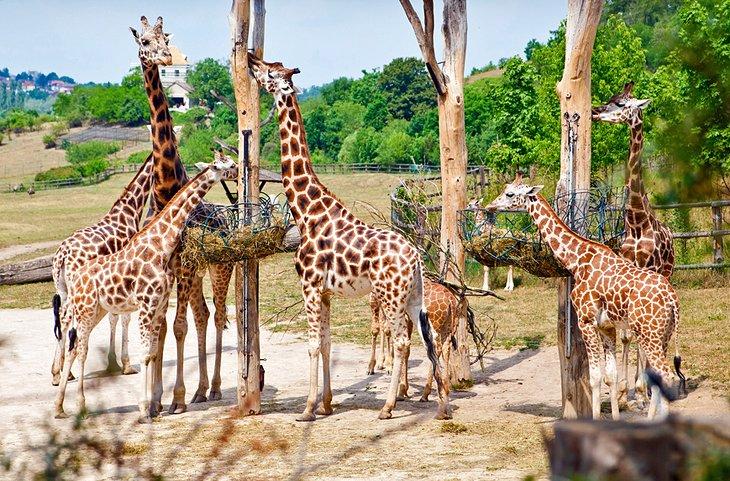 Zoológico de Praga