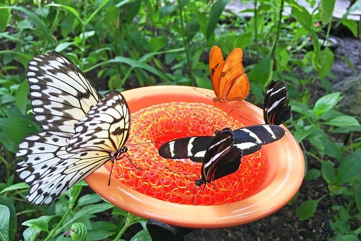 Conservatorio de Mariposas Cockrell en el Museo de Ciencias Naturales de Houston