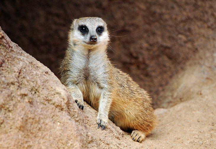 Visita el Zoológico de Houston