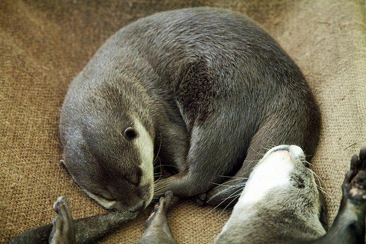 Nutrias en Marine World Uminonakamichi