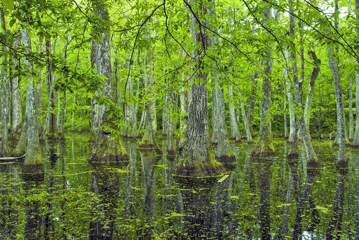 Pantano de cipreses Natchez Trace