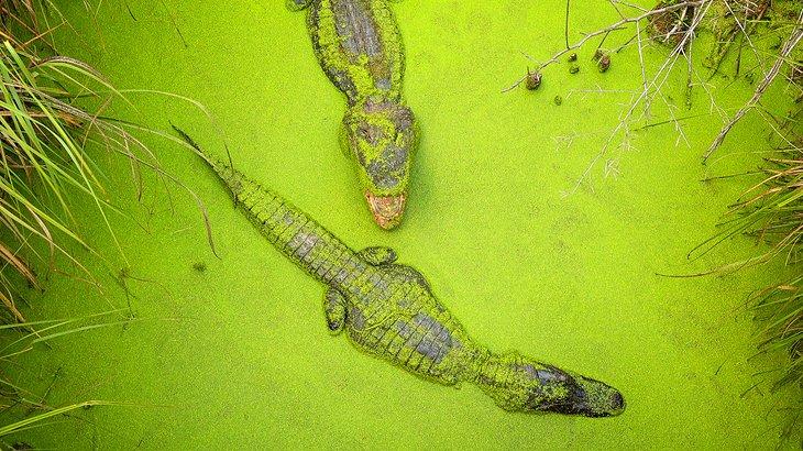 Cocodrilos en Moss Point