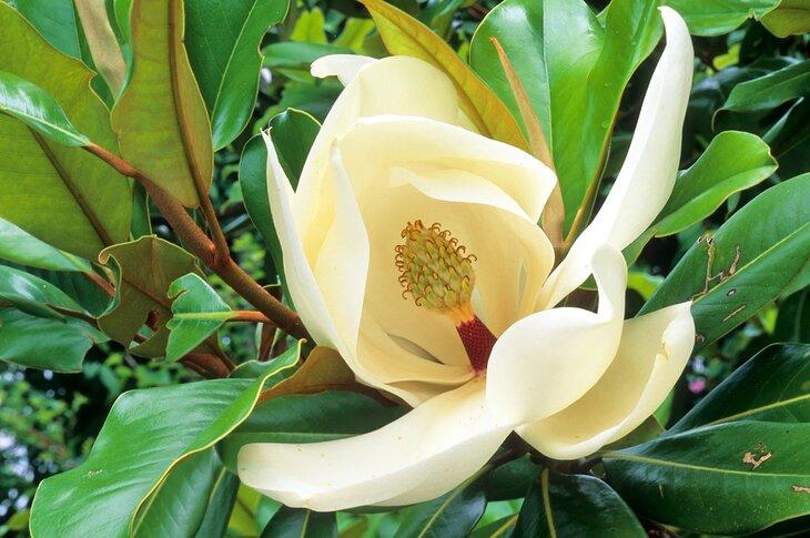 Fotografía en primer plano de una flor de magnolia