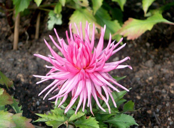 Jardín Botánico de Gotemburgo (Botaniska)