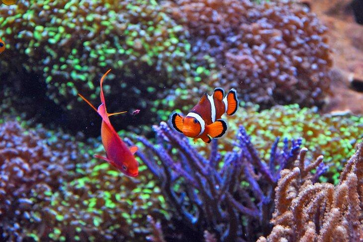 Pez payaso en Universeum