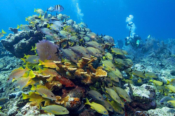 Tauchen in Key Largo