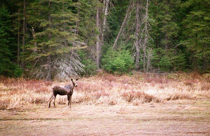 Un alce en el Parque Provincial de Algonquin en primavera