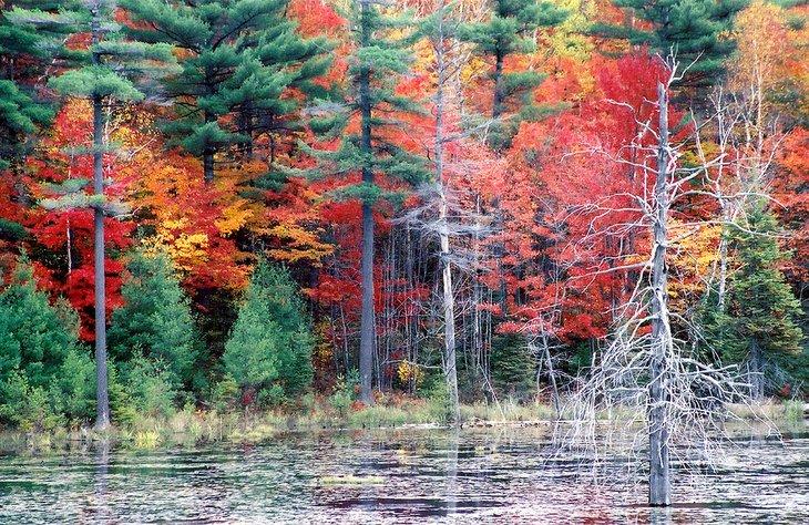 Colores del otoño en el Parque Provincial Killarney