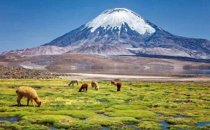 Alpagas broutant sur les rives du lac Chungara au pied du volcan Parinacota