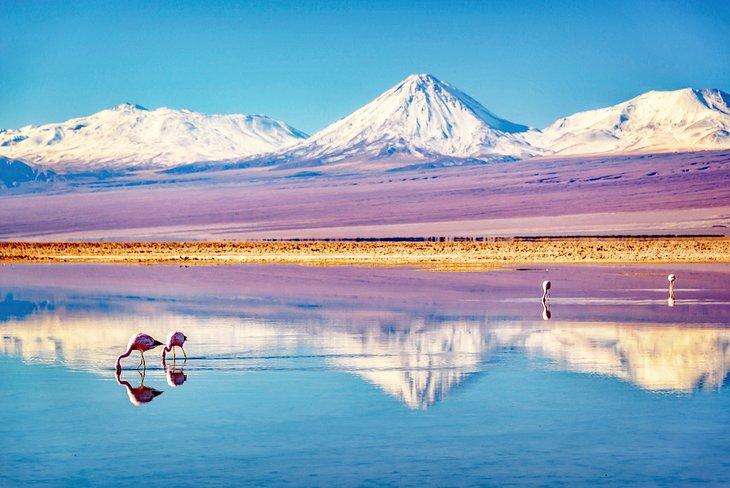 Flamants dans le Salar de Atacama avec le volcan Licancabur à l'arrière-plan