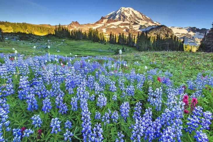Wildblumen blühen in der Nähe des Mt. Rainier