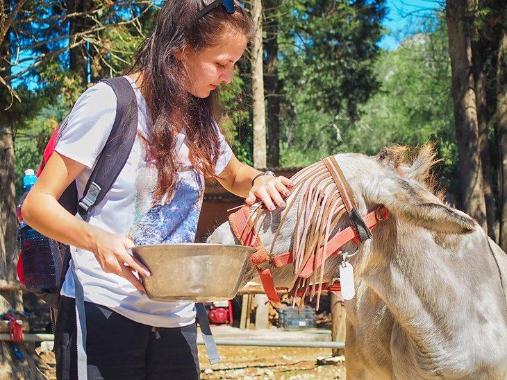 Alimentando a un burro en el Corfu Donkey Rescue