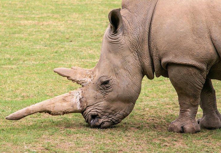 Zoo de Marwell