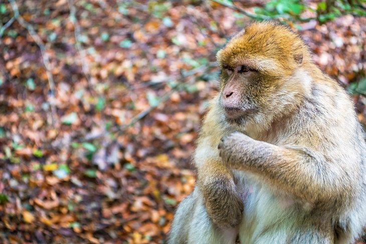 Macaque japonais au Monkey Mountain