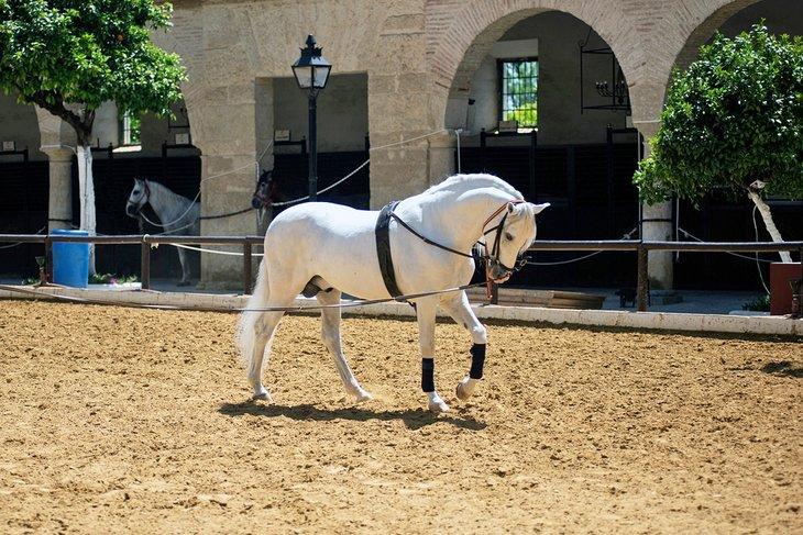 Andalusisches Pferd in den Königlichen Ställen in Córdoba