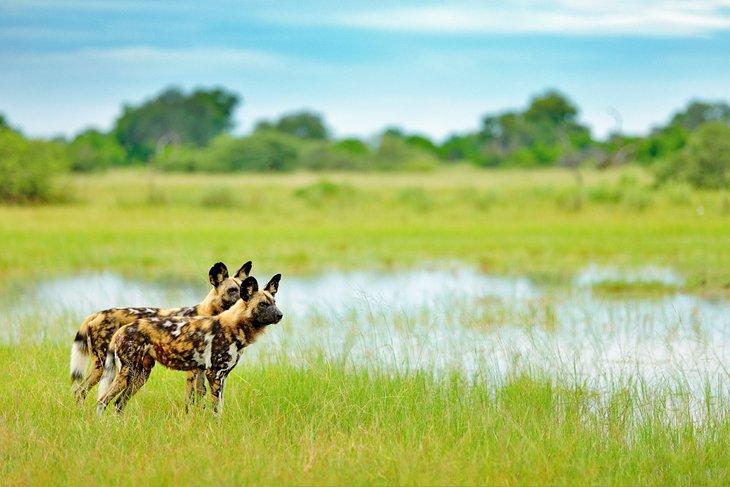 Perros salvajes en la Reserva de Caza Moremi