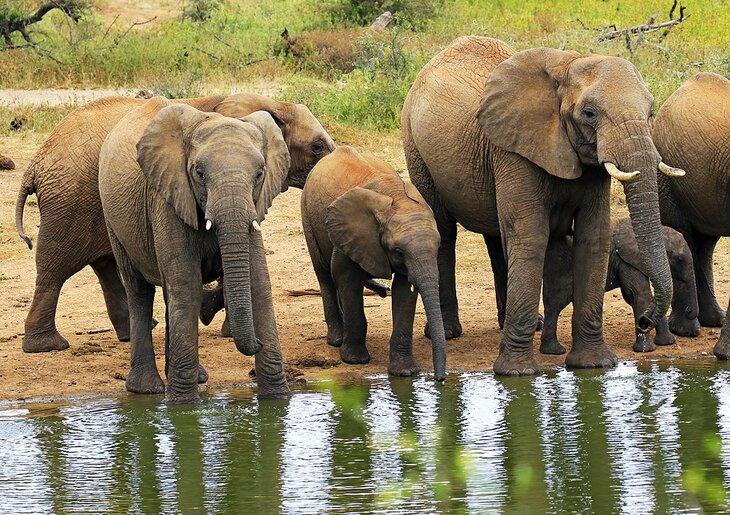 Elefantes en la Reserva de Caza Madikwe