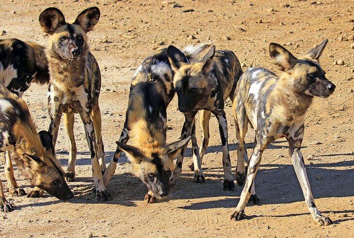 Perros salvajes en la Reserva de Caza Madikwe