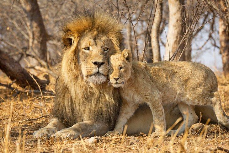 León macho y cachorro en el Parque Nacional Kruger