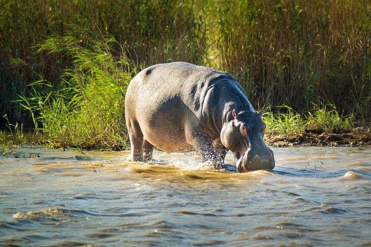Un hipopótamo en el Parque de Humedales iSimangaliso