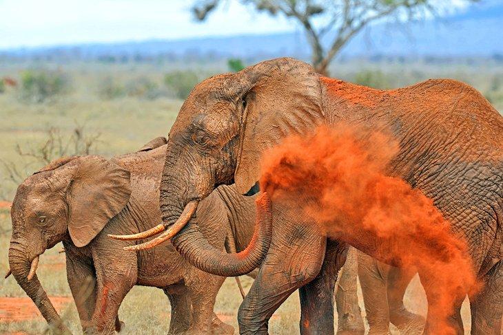 Elefantes en Tsavo East