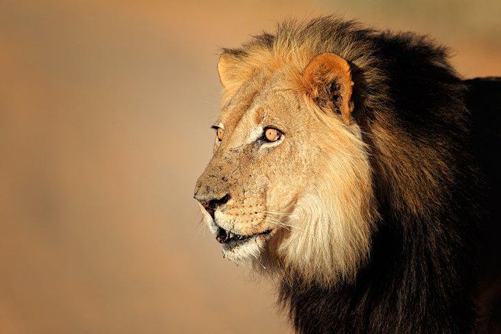 Parque Transfronterizo Kgalagadi (Kalahari), Sudáfrica