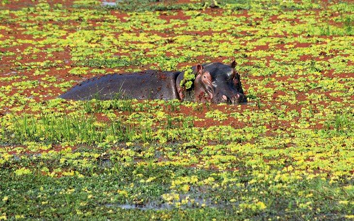 Parque Nacional South Luangwa, Zambia