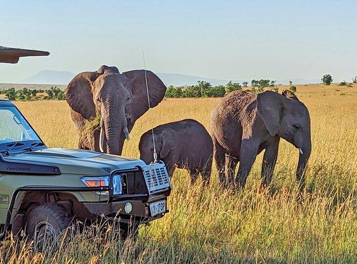 Elefantes en la Reserva Nacional Maasai Mara