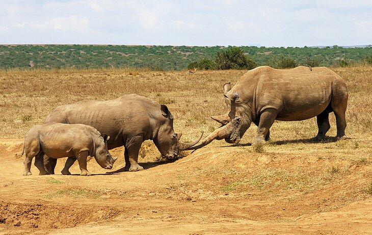 Rinocerontes cerca de la Conservación Ol Pejeta